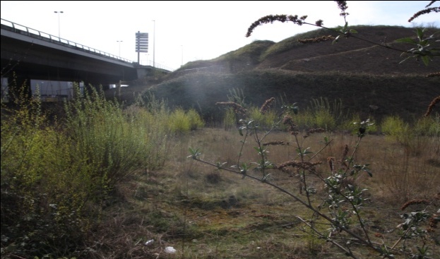 Köln: Kalkberg im Frühling (2013)